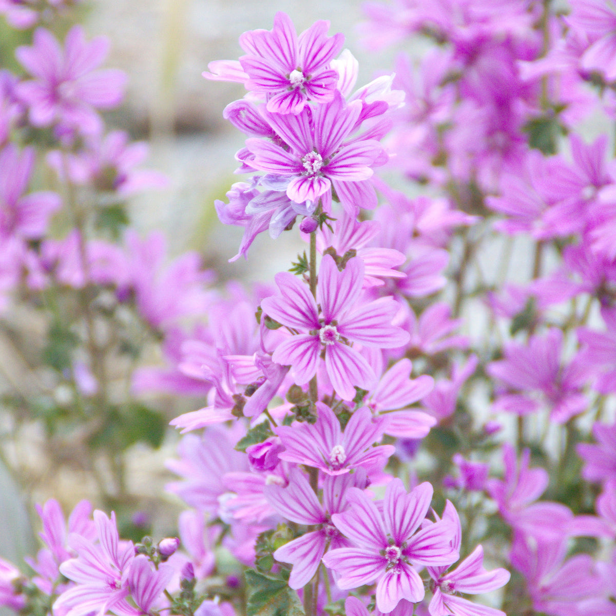 Rausch Spray volumateur à la mauve